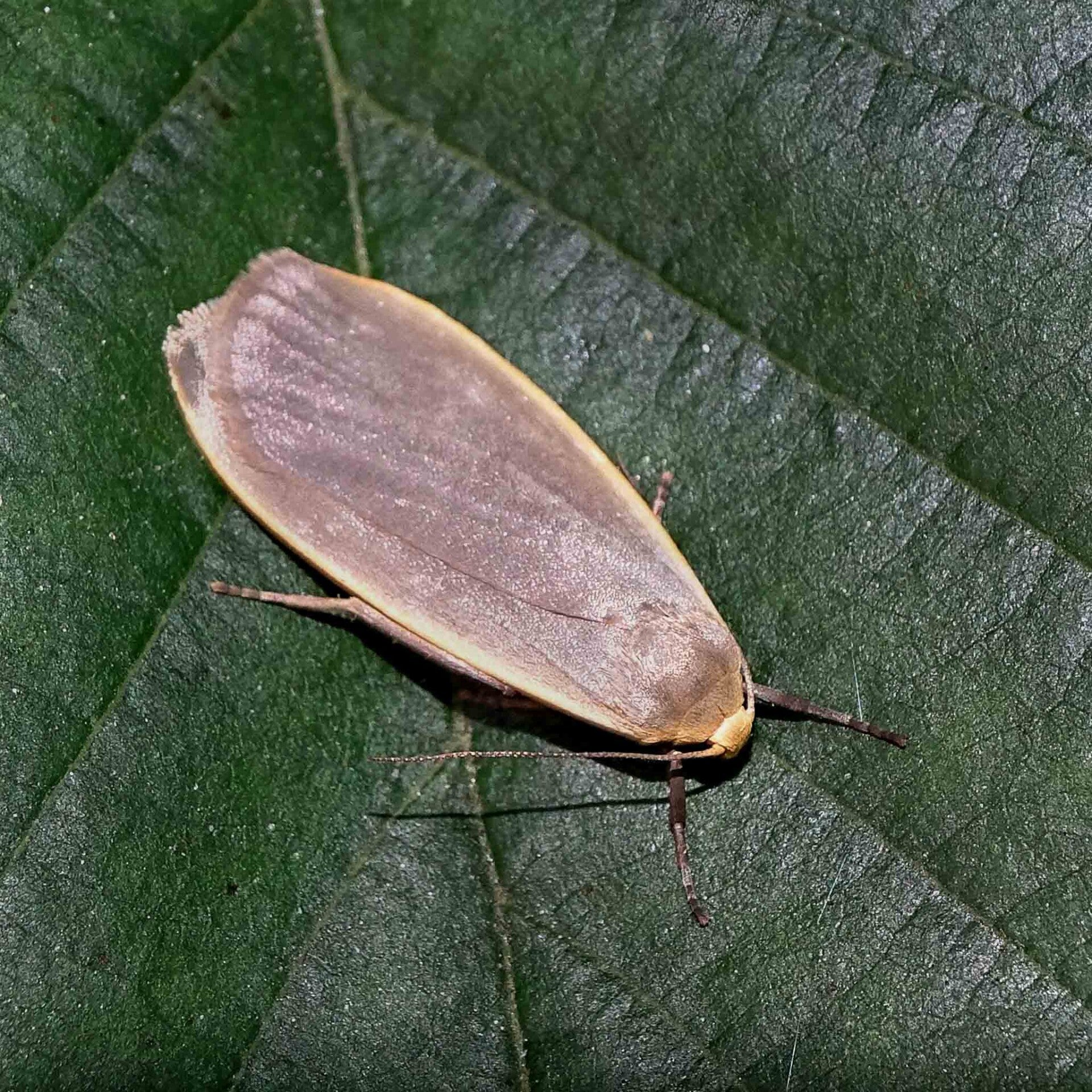 wir flattern auf heimische nachtfalter tagfalter raupen nahrungspflanzen österreich petra urbanek inge biller sabine gasparitz wirflatternauf bugs-team