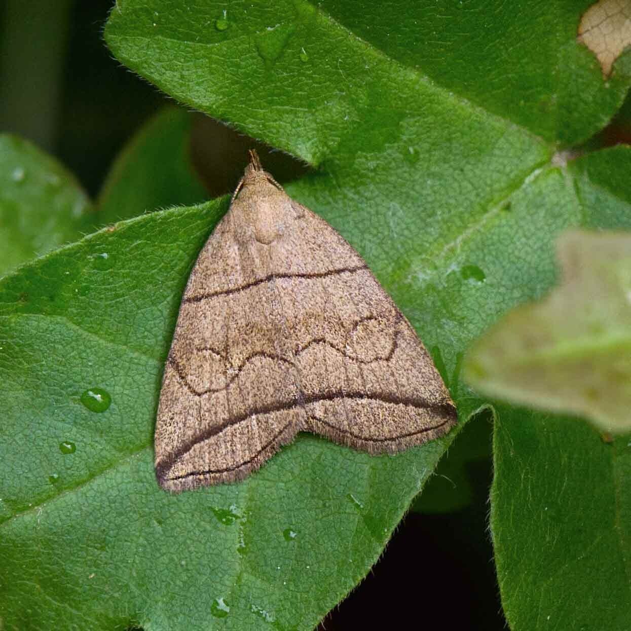 wir flattern auf heimische nachtfalter tagfalter raupen nahrungspflanzen österreich petra urbanek inge biller sabine gasparitz wirflatternauf bugs-team