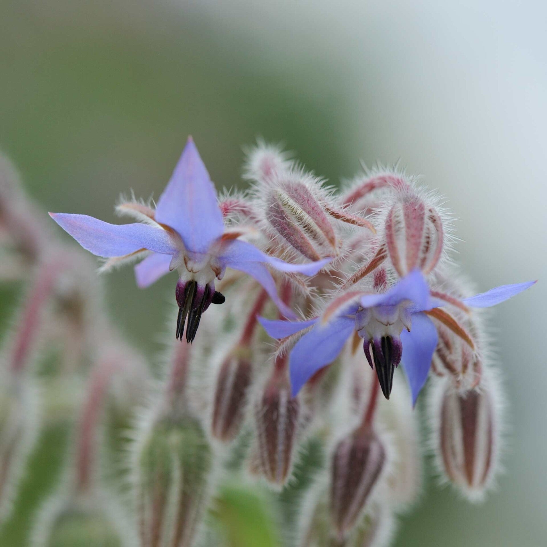 wir flattern auf heimische nachtfalter tagfalter raupen nahrungspflanzen österreich petra urbanek inge biller sabine gasparitz wirflatternauf bugs-team