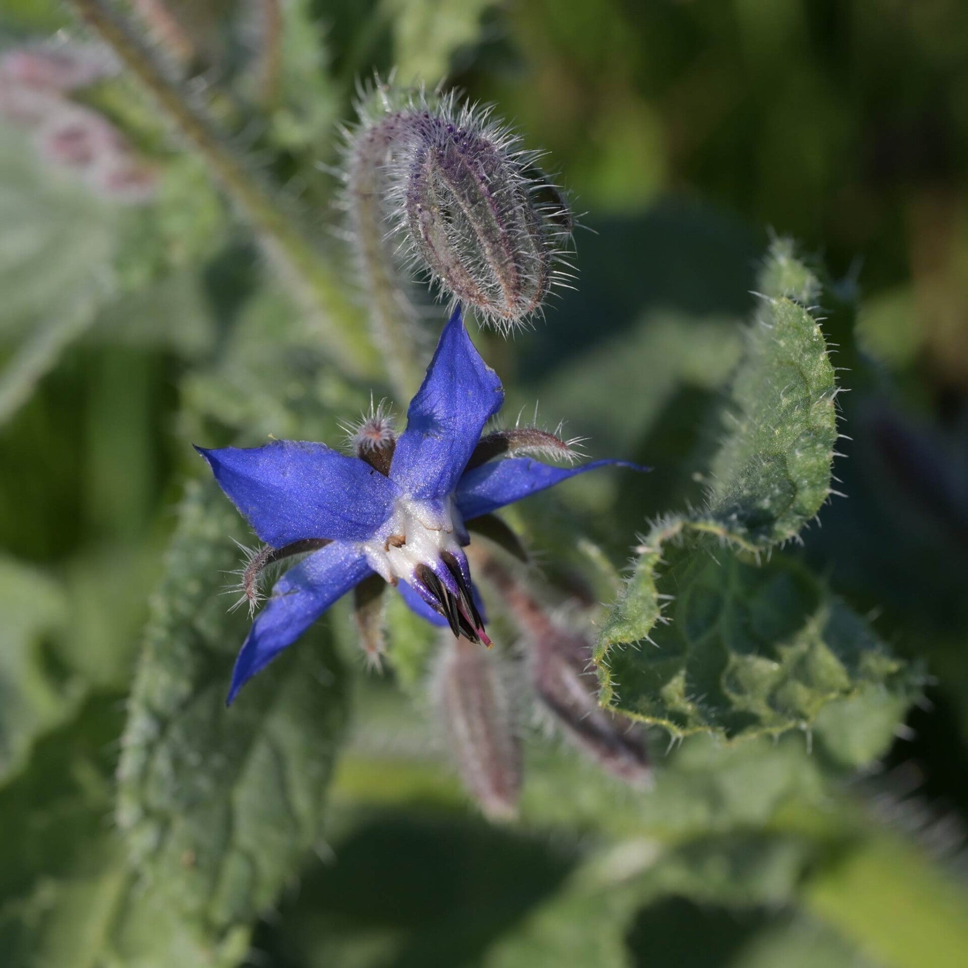 wir flattern auf heimische nachtfalter tagfalter raupen nahrungspflanzen österreich petra urbanek inge biller sabine gasparitz wirflatternauf bugs-team