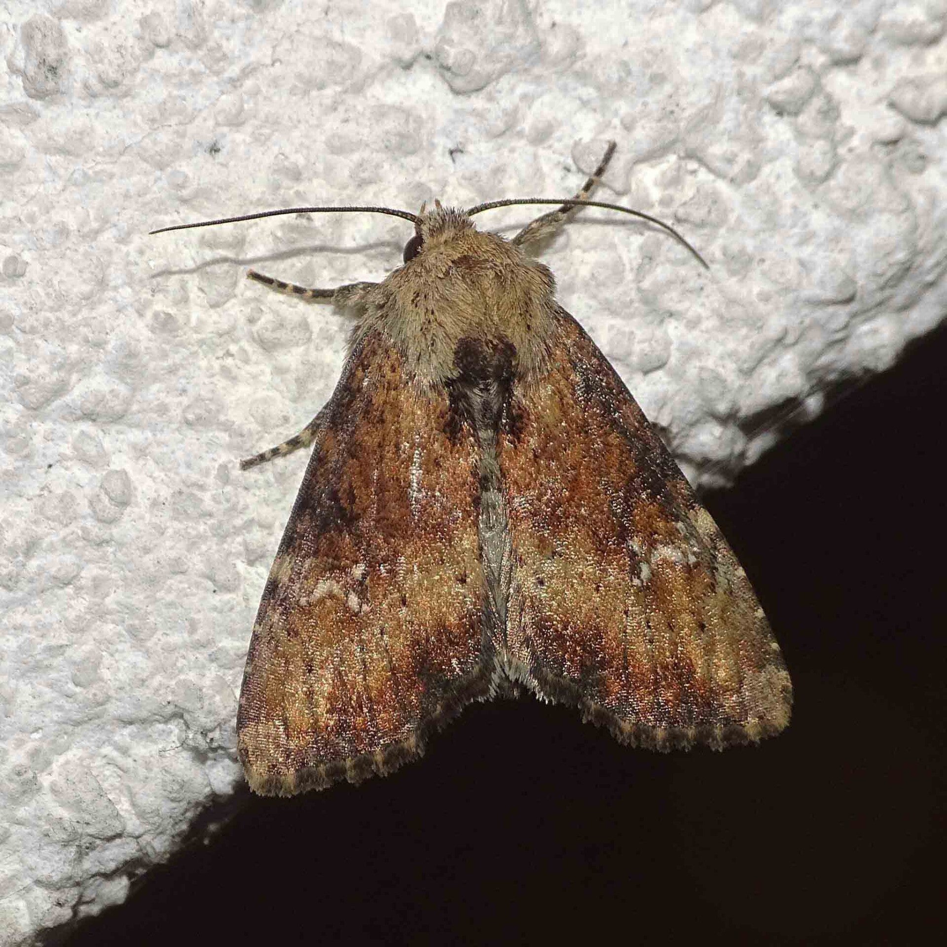 wir flattern auf heimische nachtfalter tagfalter raupen nahrungspflanzen österreich petra urbanek inge biller sabine gasparitz wirflatternauf bugs-team