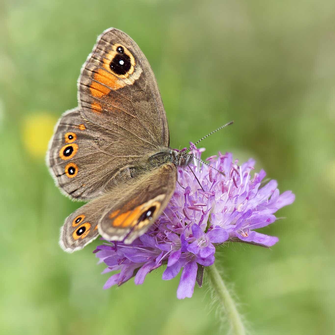 wir flattern auf heimische nachtfalter tagfalter raupen nahrungspflanzen österreich petra urbanek inge biller sabine gasparitz wirflatternauf bugs-team