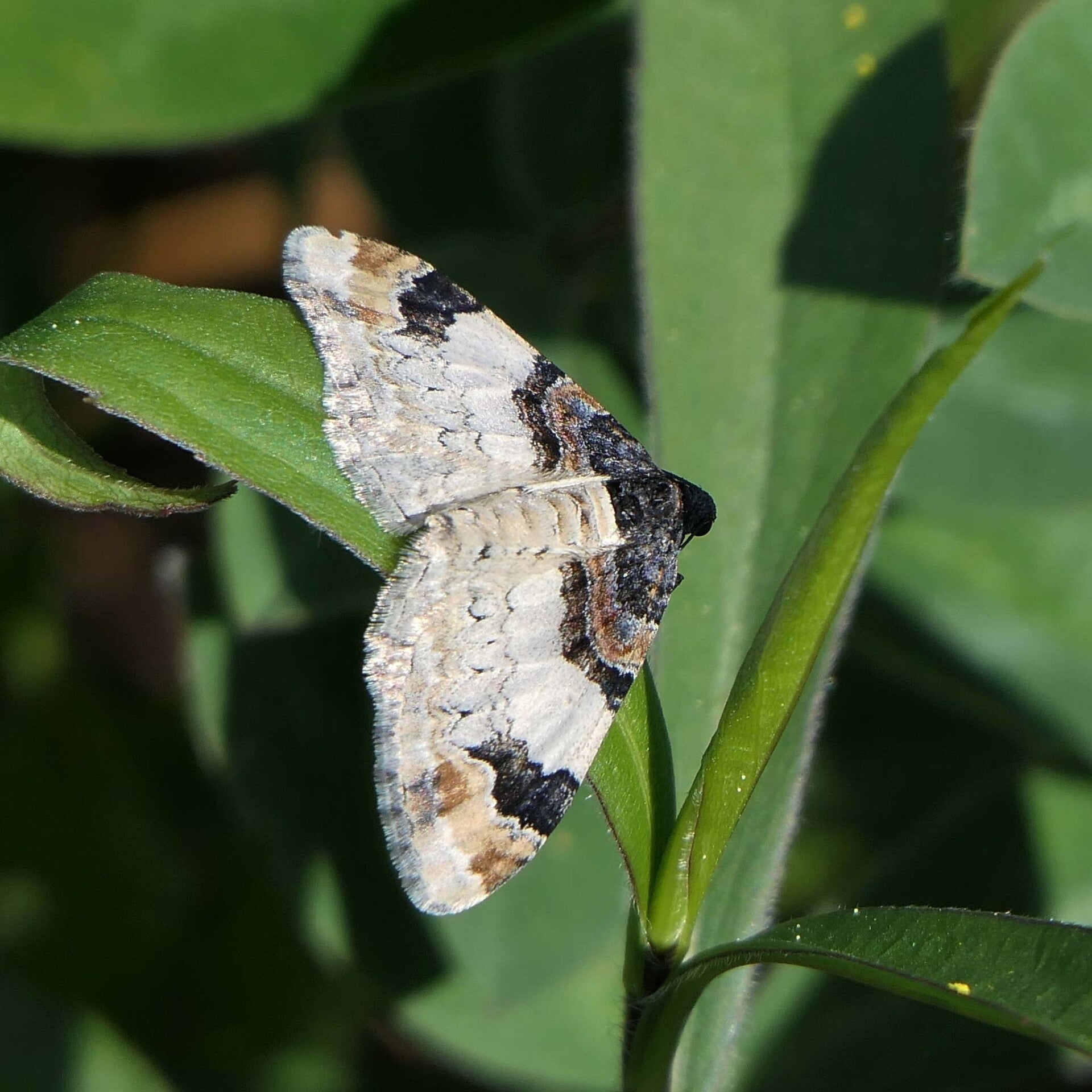 wir flattern auf heimische nachtfalter tagfalter raupen nahrungspflanzen österreich petra urbanek inge biller sabine gasparitz wirflatternauf bugs-team