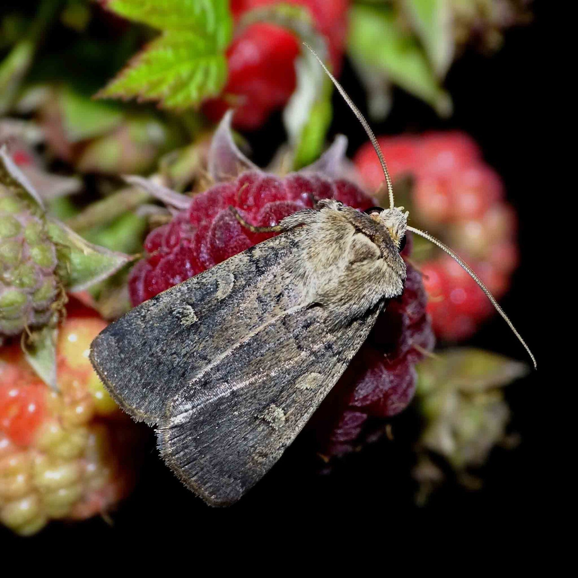 wir flattern auf heimische nachtfalter tagfalter raupen nahrungspflanzen österreich petra urbanek inge biller sabine gasparitz wirflatternauf bugs-team