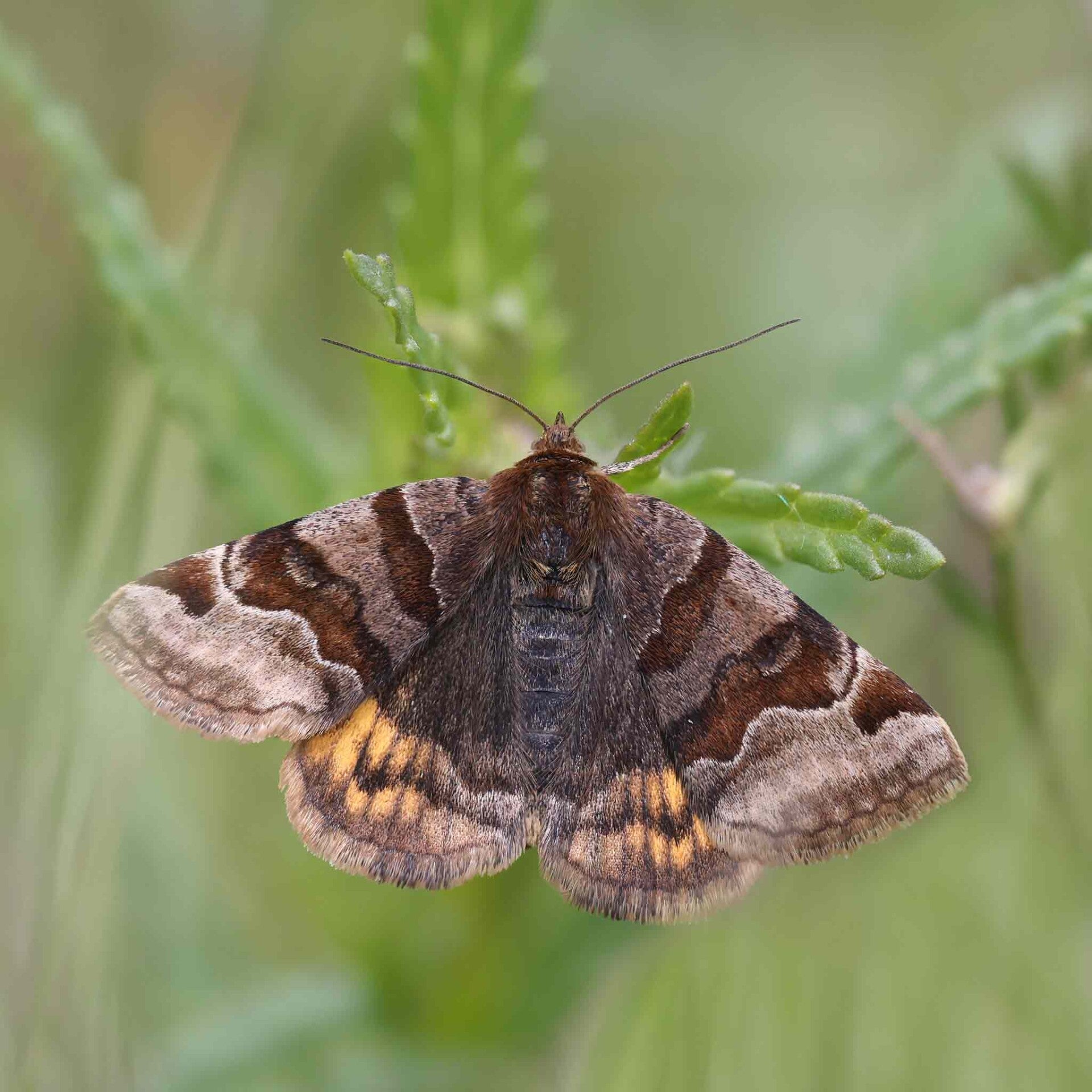 wir flattern auf heimische nachtfalter tagfalter raupen nahrungspflanzen österreich petra urbanek inge biller sabine gasparitz wirflatternauf bugs-team