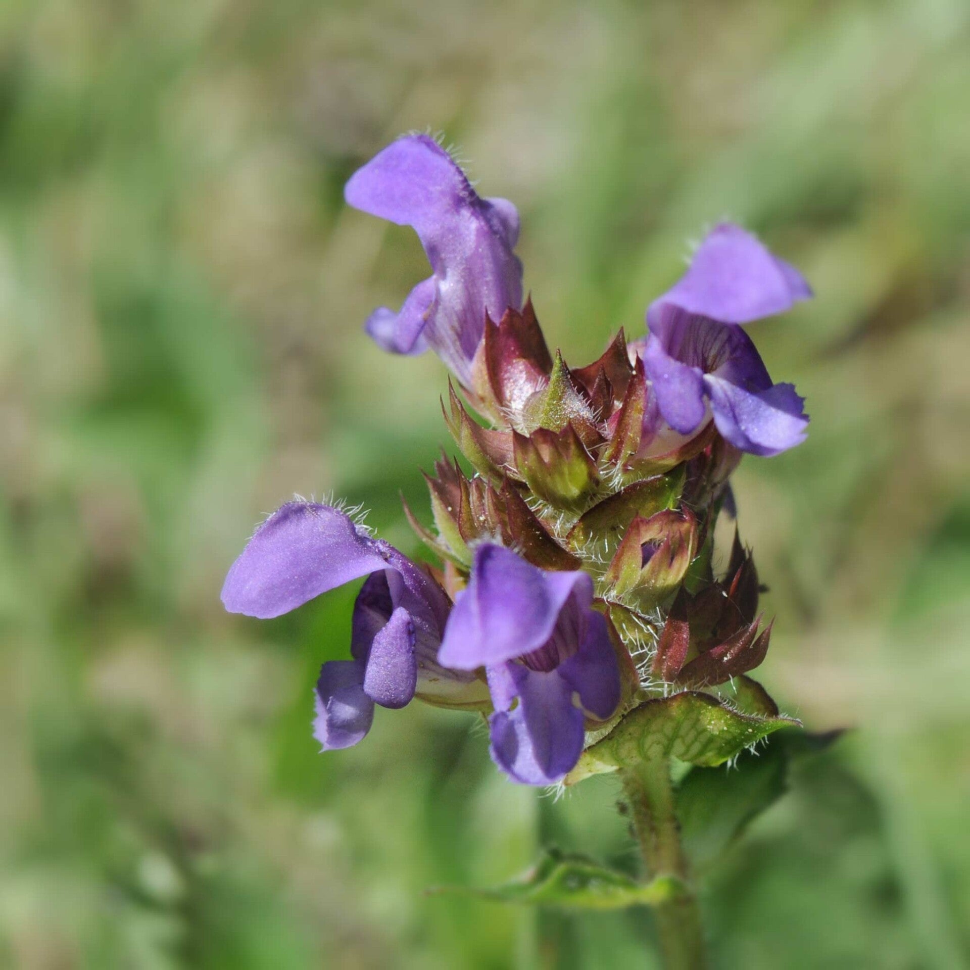 wir flattern auf heimische nachtfalter tagfalter raupen nahrungspflanzen österreich petra urbanek inge biller sabine gasparitz wirflatternauf bugs-team