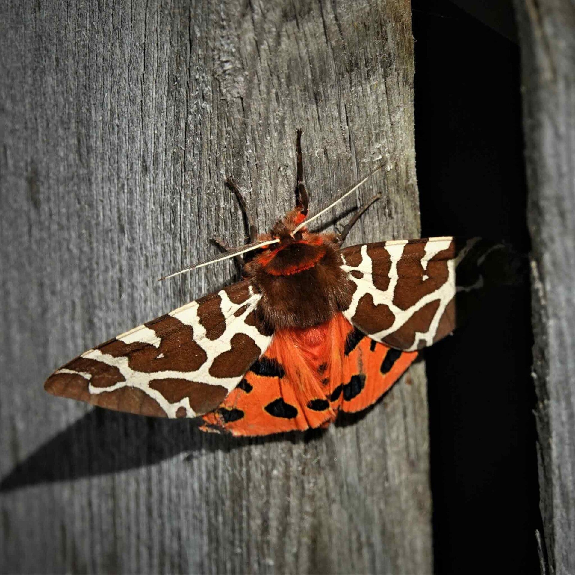 wir flattern auf heimische nachtfalter tagfalter raupen nahrungspflanzen österreich petra urbanek inge biller sabine gasparitz wirflatternauf bugs-team