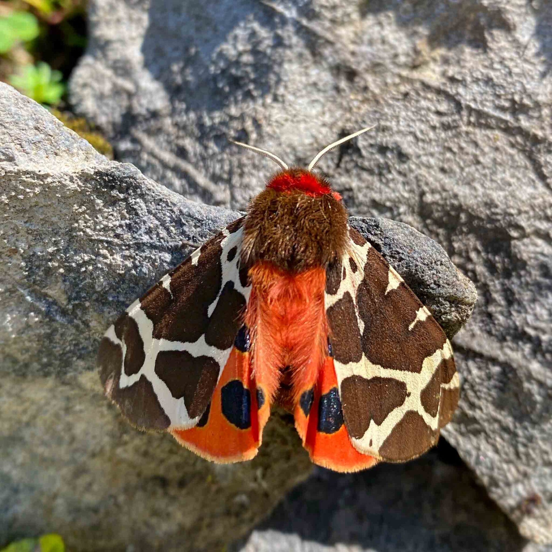 wir flattern auf heimische nachtfalter tagfalter raupen nahrungspflanzen österreich petra urbanek inge biller sabine gasparitz wirflatternauf bugs-team