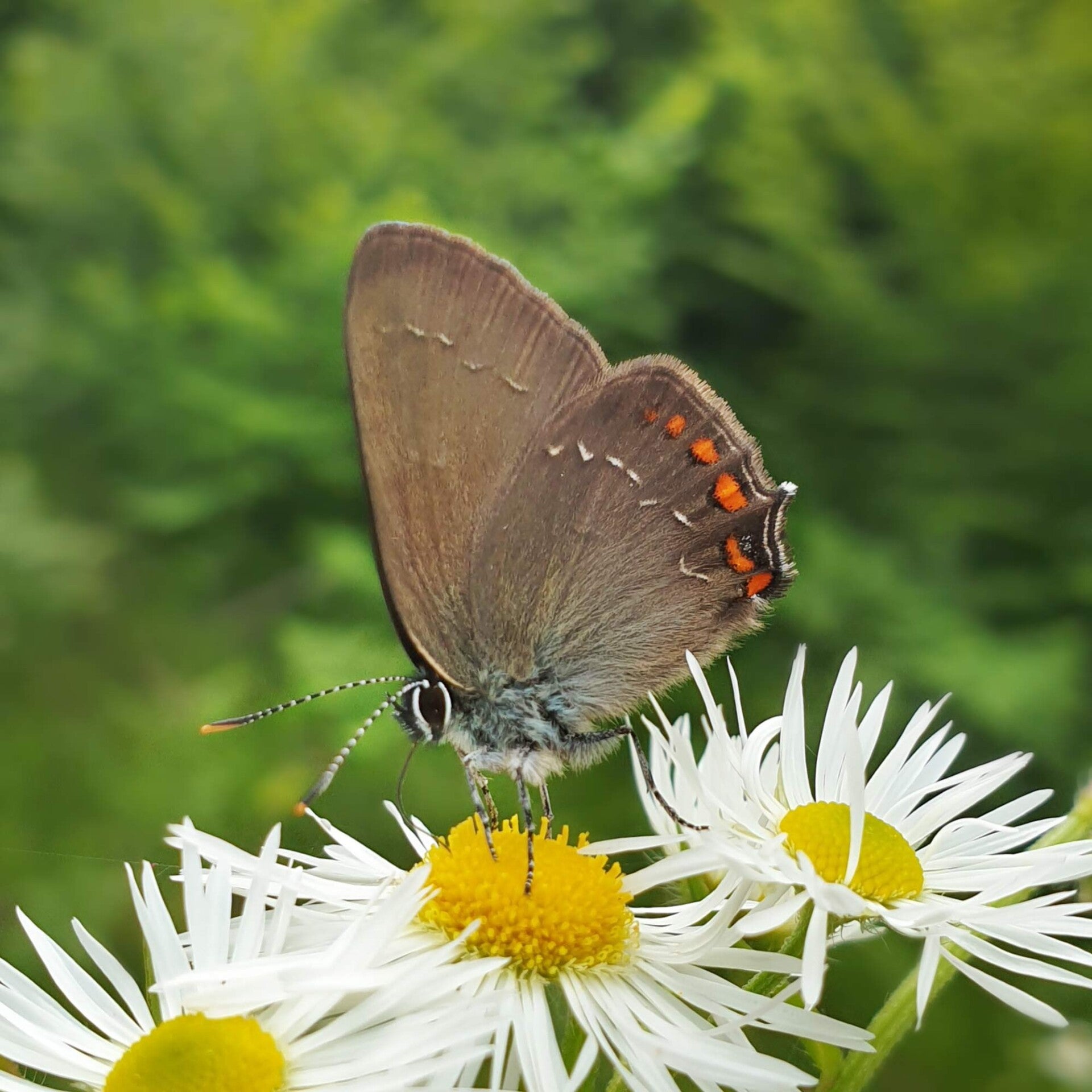 Brauner Eichen-Zipfelfalter Satyrium ilicis wir flattern auf heimische nachtfalter tagfalter raupen nahrungspflanzen österreich petra urbanek inge biller sabine gasparitz wirflatternauf bugs-team