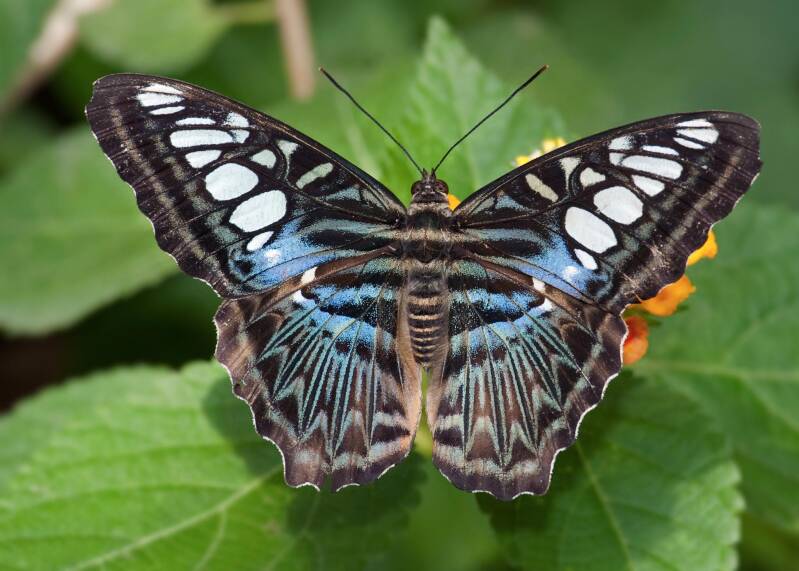 Blauer Segler