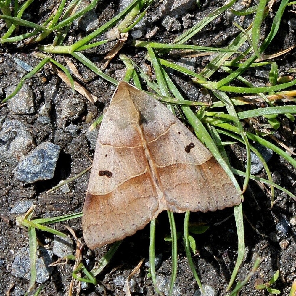 wir flattern auf heimische nachtfalter tagfalter raupen nahrungspflanzen österreich petra urbanek inge biller sabine gasparitz wirflatternauf bugs-team