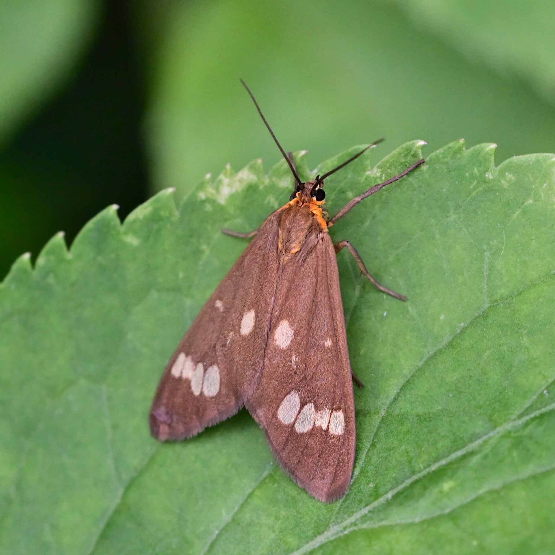 wir flattern auf heimische nachtfalter tagfalter raupen nahrungspflanzen österreich petra urbanek inge biller sabine gasparitz wirflatternauf bugs-team