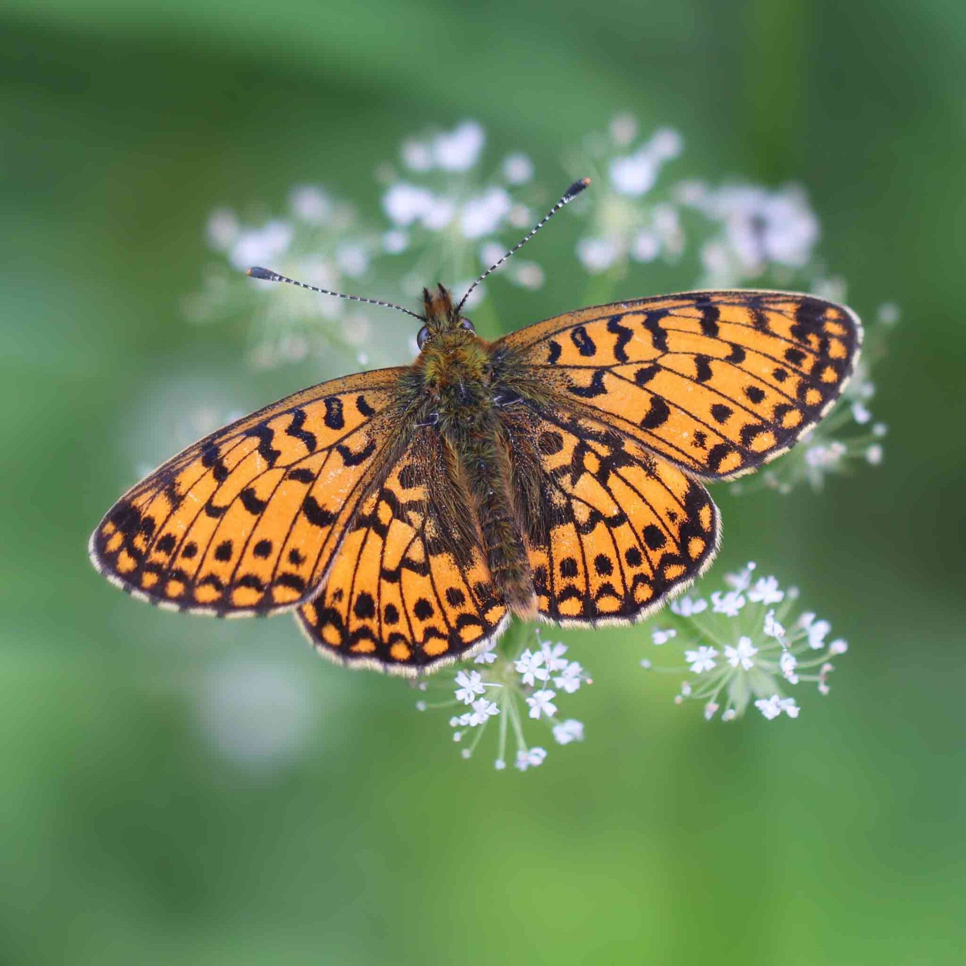 wir flattern auf heimische nachtfalter tagfalter raupen nahrungspflanzen österreich petra urbanek inge biller sabine gasparitz wirflatternauf bugs-team