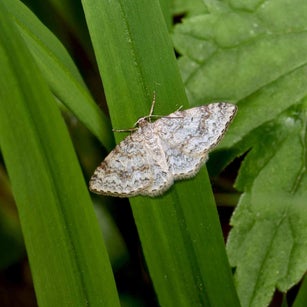 wir flattern auf heimische nachtfalter tagfalter raupen nahrungspflanzen österreich petra urbanek inge biller sabine gasparitz wirflatternauf bugs-team