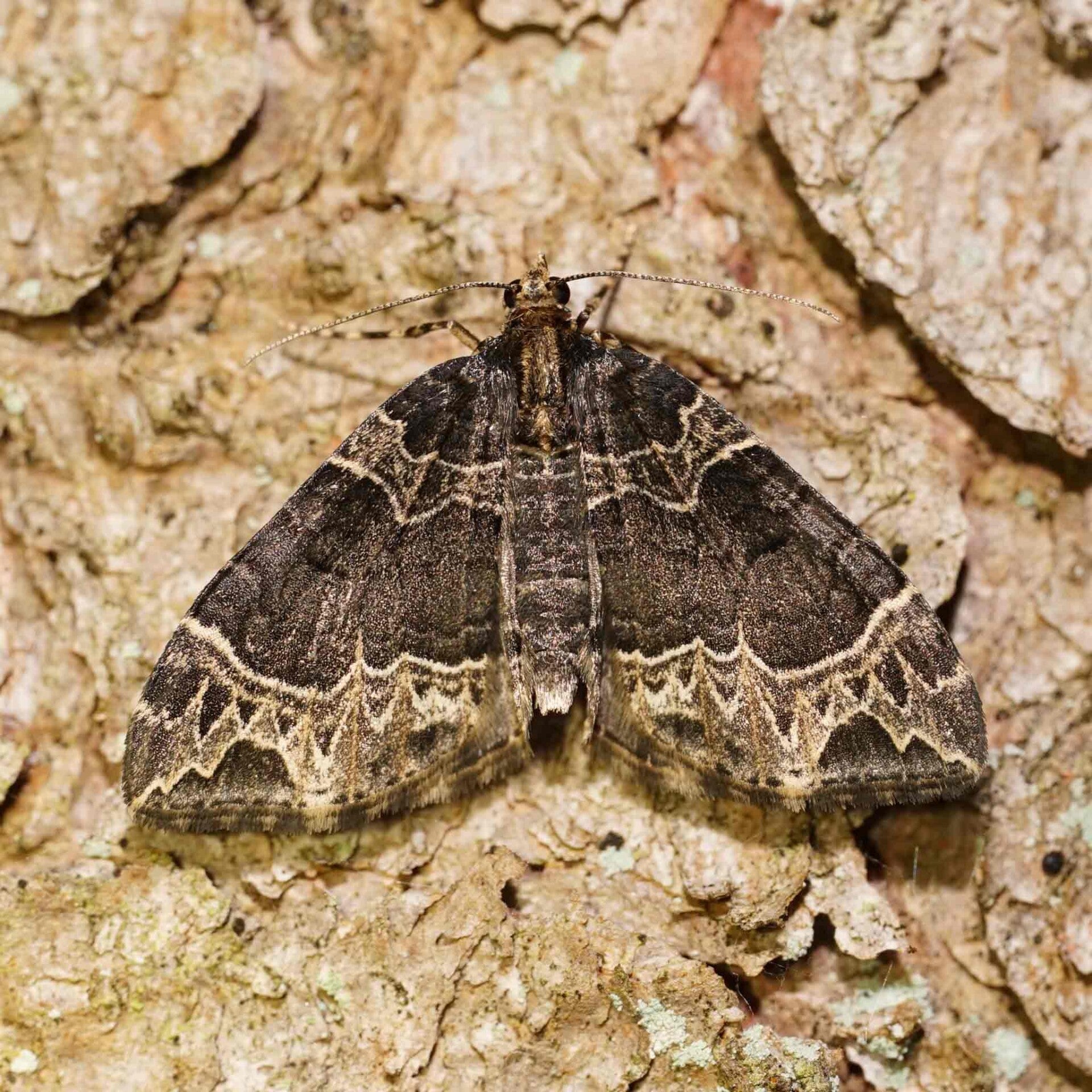 wir flattern auf heimische nachtfalter tagfalter raupen nahrungspflanzen österreich petra urbanek inge biller sabine gasparitz wirflatternauf bugs-team