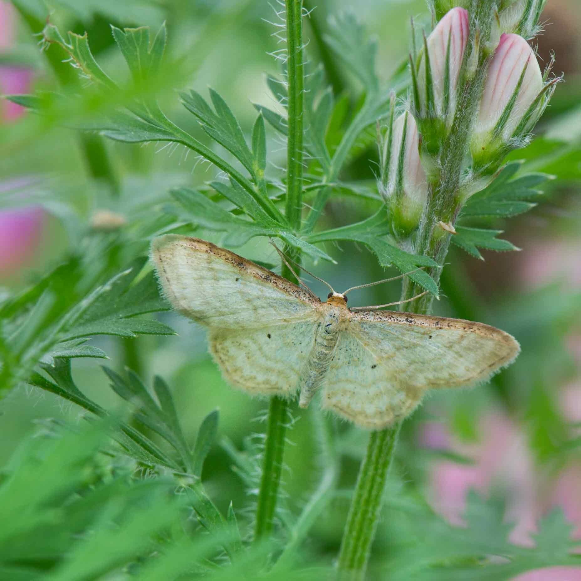 wir flattern auf heimische nachtfalter tagfalter raupen nahrungspflanzen österreich petra urbanek inge biller sabine gasparitz wirflatternauf bugs-team