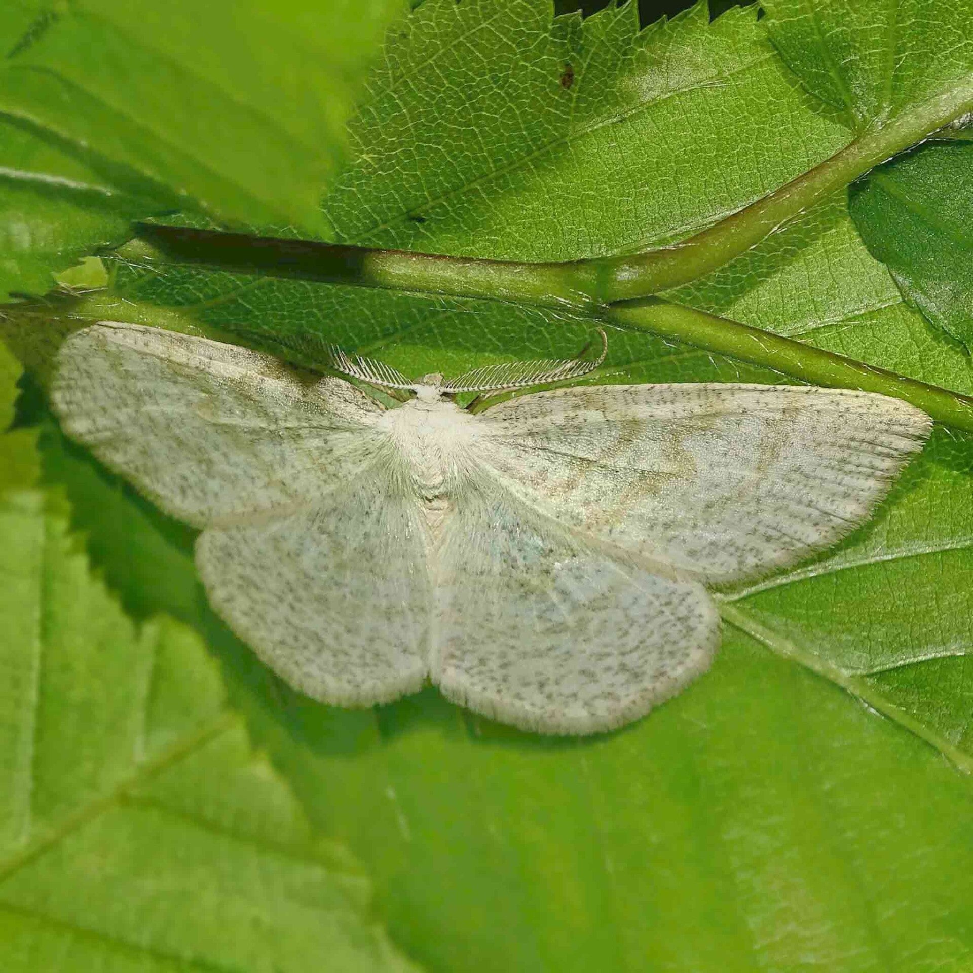 wir flattern auf heimische nachtfalter tagfalter raupen nahrungspflanzen österreich petra urbanek inge biller sabine gasparitz wirflatternauf bugs-team