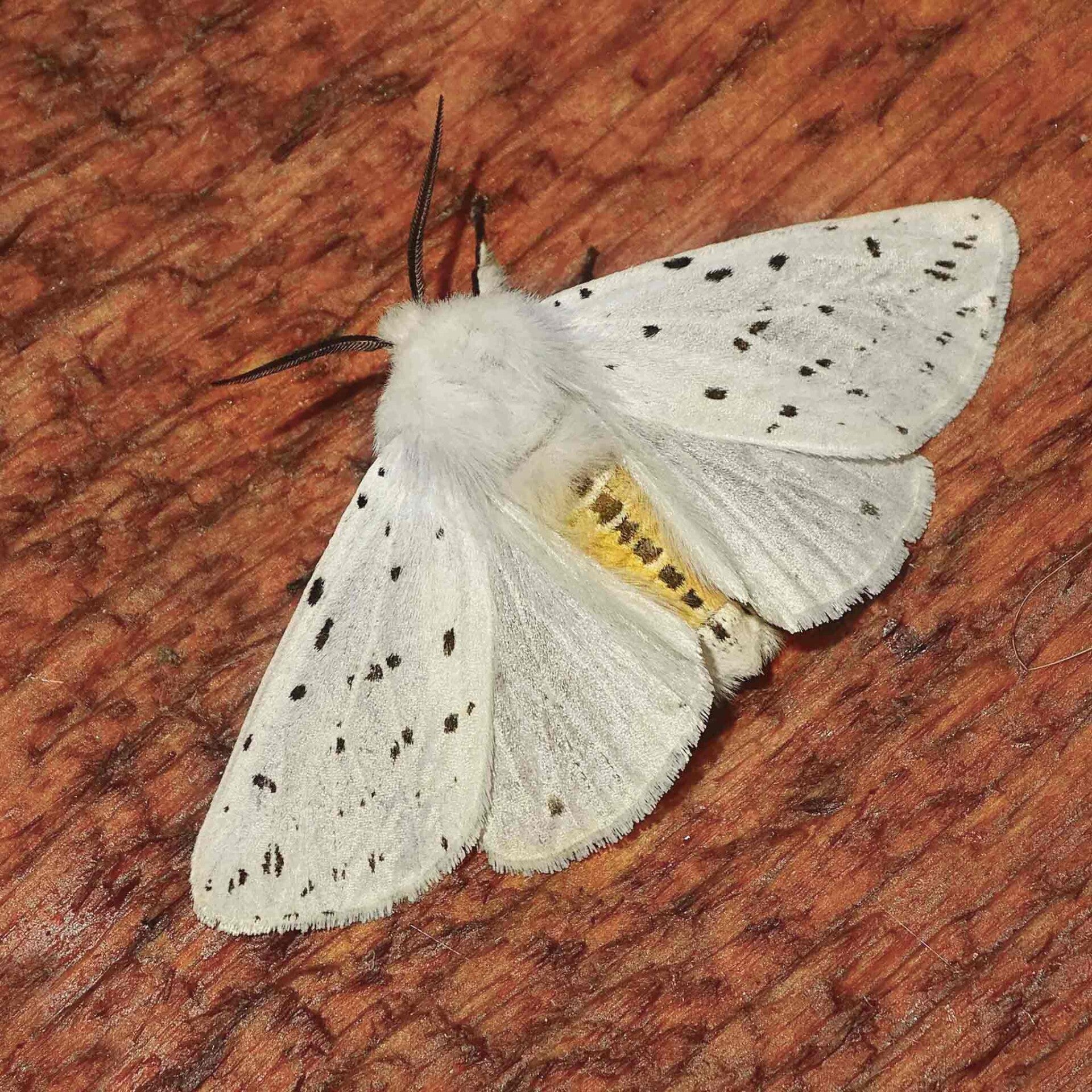 wir flattern auf heimische nachtfalter tagfalter raupen nahrungspflanzen österreich petra urbanek inge biller sabine gasparitz wirflatternauf bugs-team