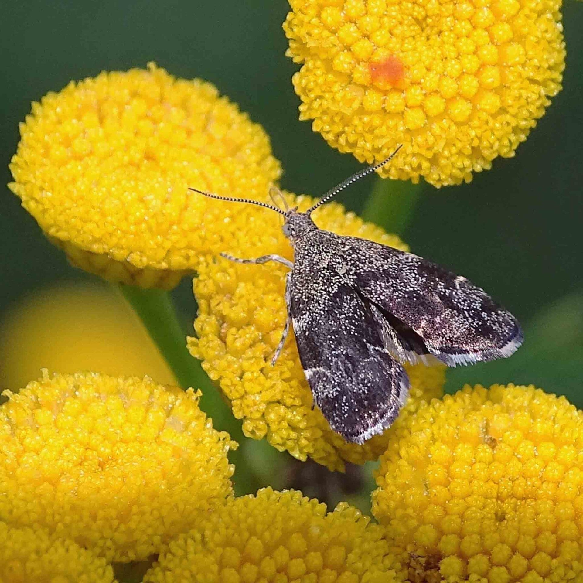 wir flattern auf heimische nachtfalter tagfalter raupen nahrungspflanzen österreich petra urbanek inge biller sabine gasparitz wirflatternauf bugs-team