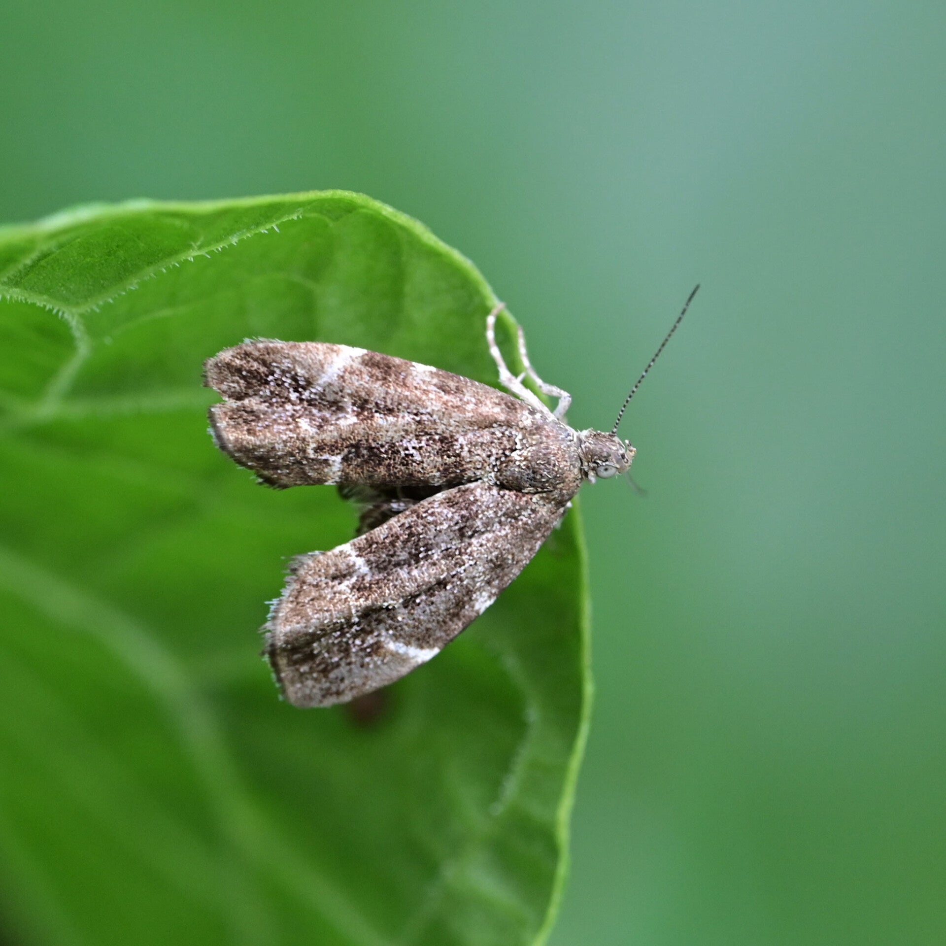 wir flattern auf heimische nachtfalter tagfalter raupen nahrungspflanzen österreich petra urbanek inge biller sabine gasparitz wirflatternauf bugs-team
