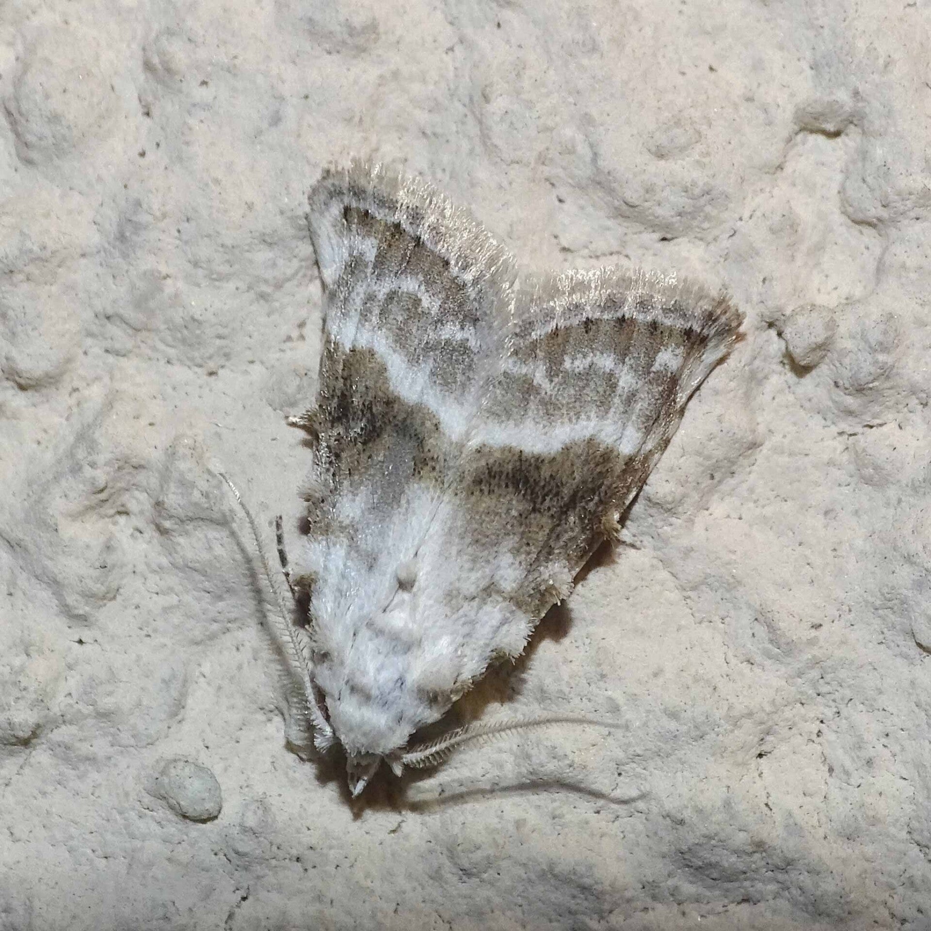 wir flattern auf heimische nachtfalter tagfalter raupen nahrungspflanzen österreich petra urbanek inge biller sabine gasparitz wirflatternauf bugs-team