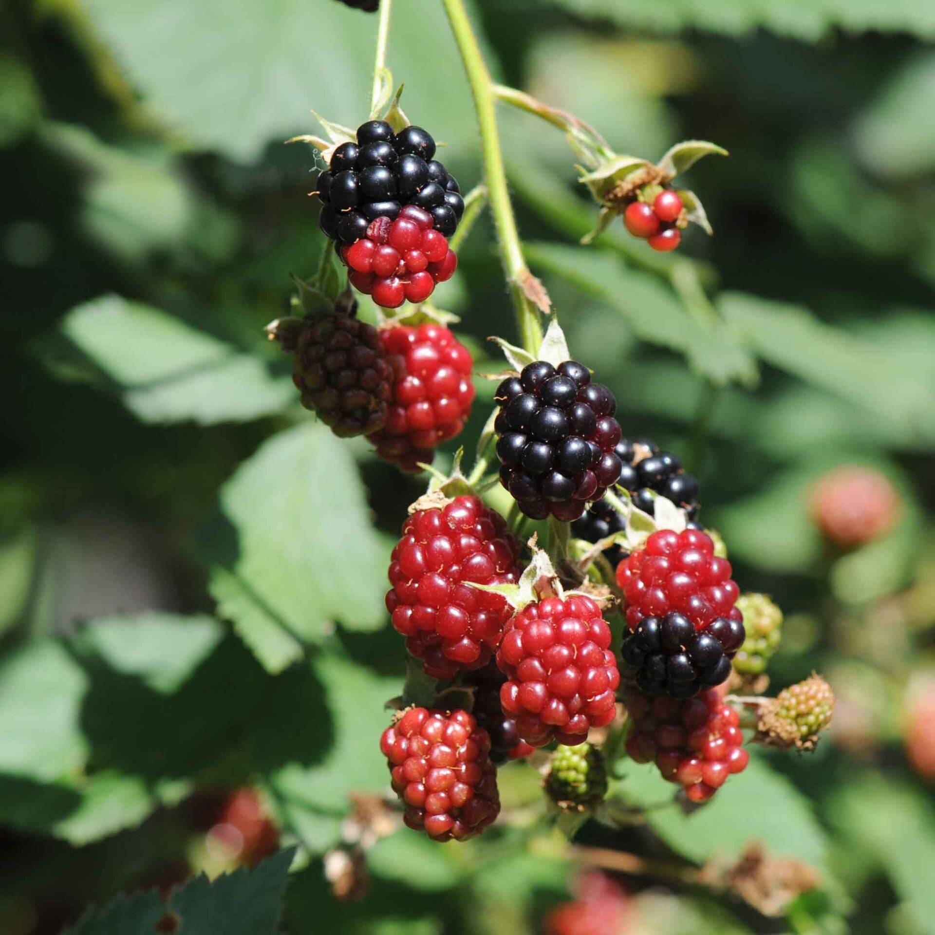 wir flattern auf heimische nachtfalter tagfalter raupen nahrungspflanzen österreich petra urbanek inge biller sabine gasparitz wirflatternauf bugs-team