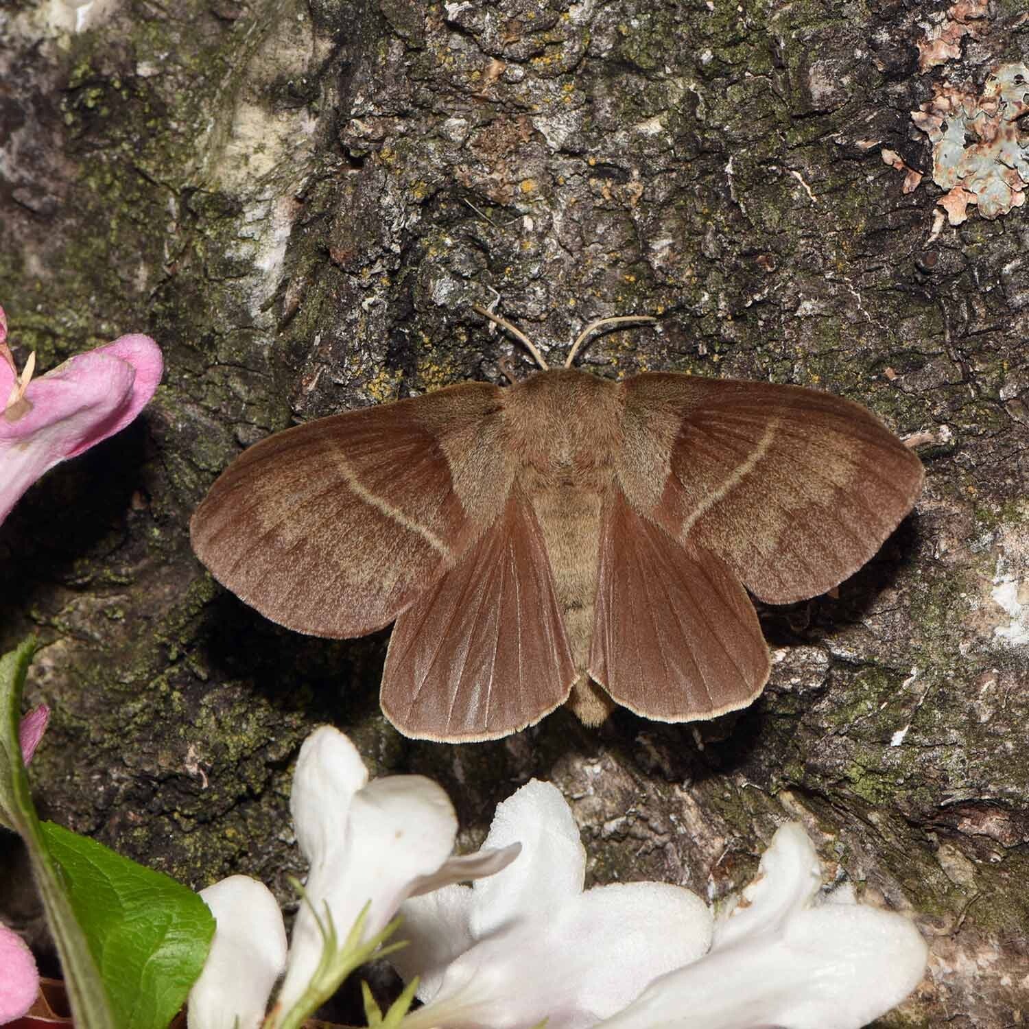 Glucken Lasiocampidae wir flattern auf heimische nachtfalter tagfalter raupen nahrungspflanzen österreich petra urbanek inge biller sabine gasparitz wirflatternauf bugs-team
