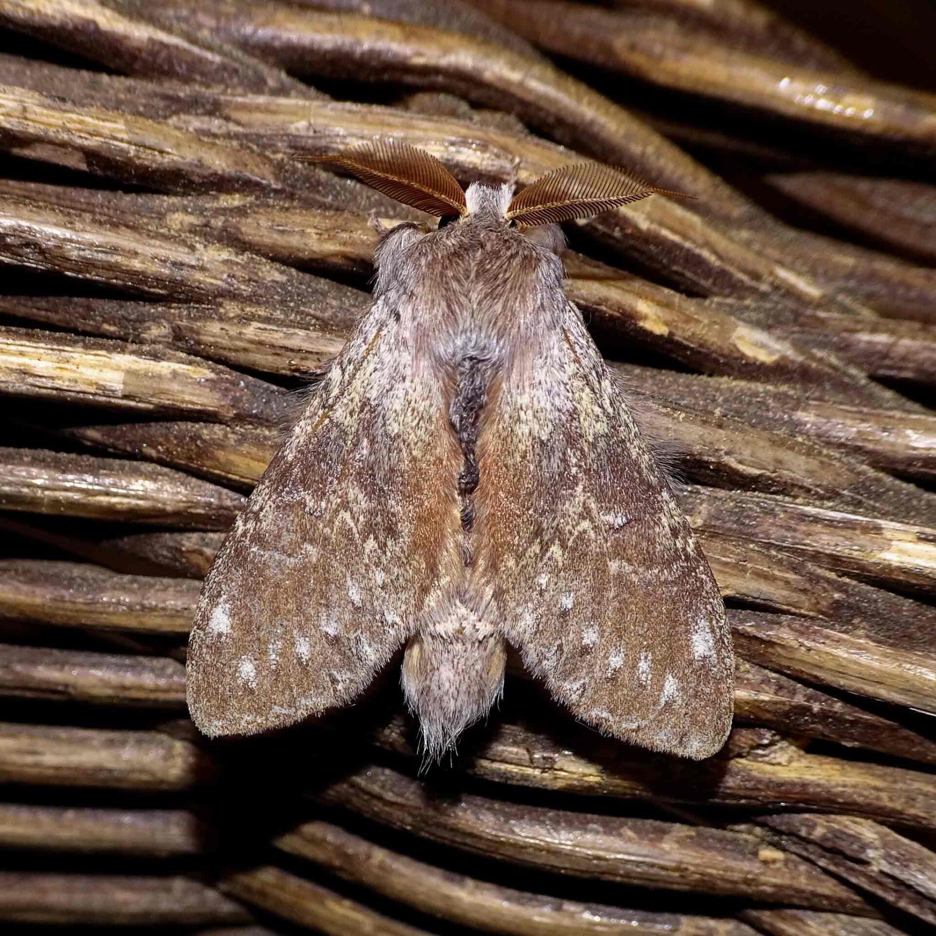 Buchen-Zahnspinner Stauropus fagi wir flattern auf heimische nachtfalter tagfalter raupen nahrungspflanzen österreich petra urbanek inge biller sabine gasparitz wirflatternauf bugs-team
