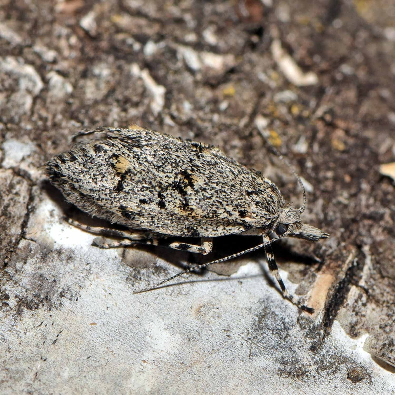 wir flattern auf heimische nachtfalter tagfalter raupen nahrungspflanzen österreich petra urbanek inge biller sabine gasparitz wirflatternauf bugs-team