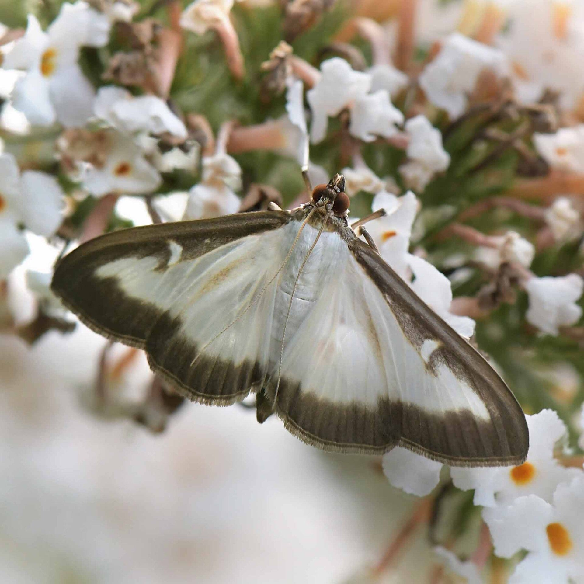 wir flattern auf heimische nachtfalter tagfalter raupen nahrungspflanzen österreich petra urbanek inge biller sabine gasparitz wirflatternauf bugs-team