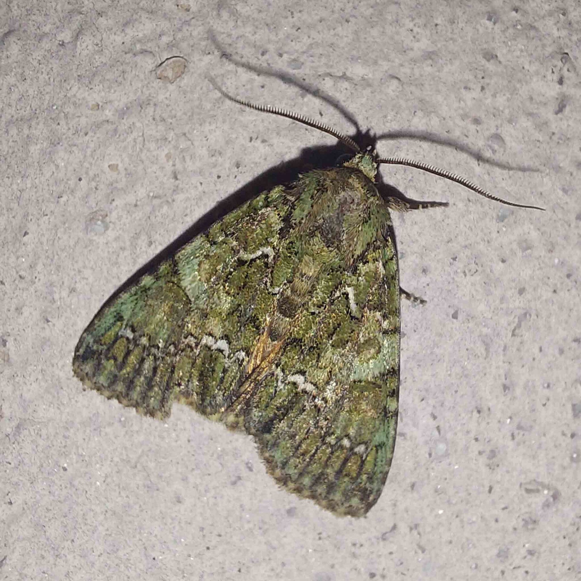 wir flattern auf heimische nachtfalter tagfalter raupen nahrungspflanzen österreich petra urbanek inge biller sabine gasparitz wirflatternauf bugs-team