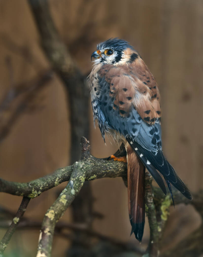 Buntfalke / Privat