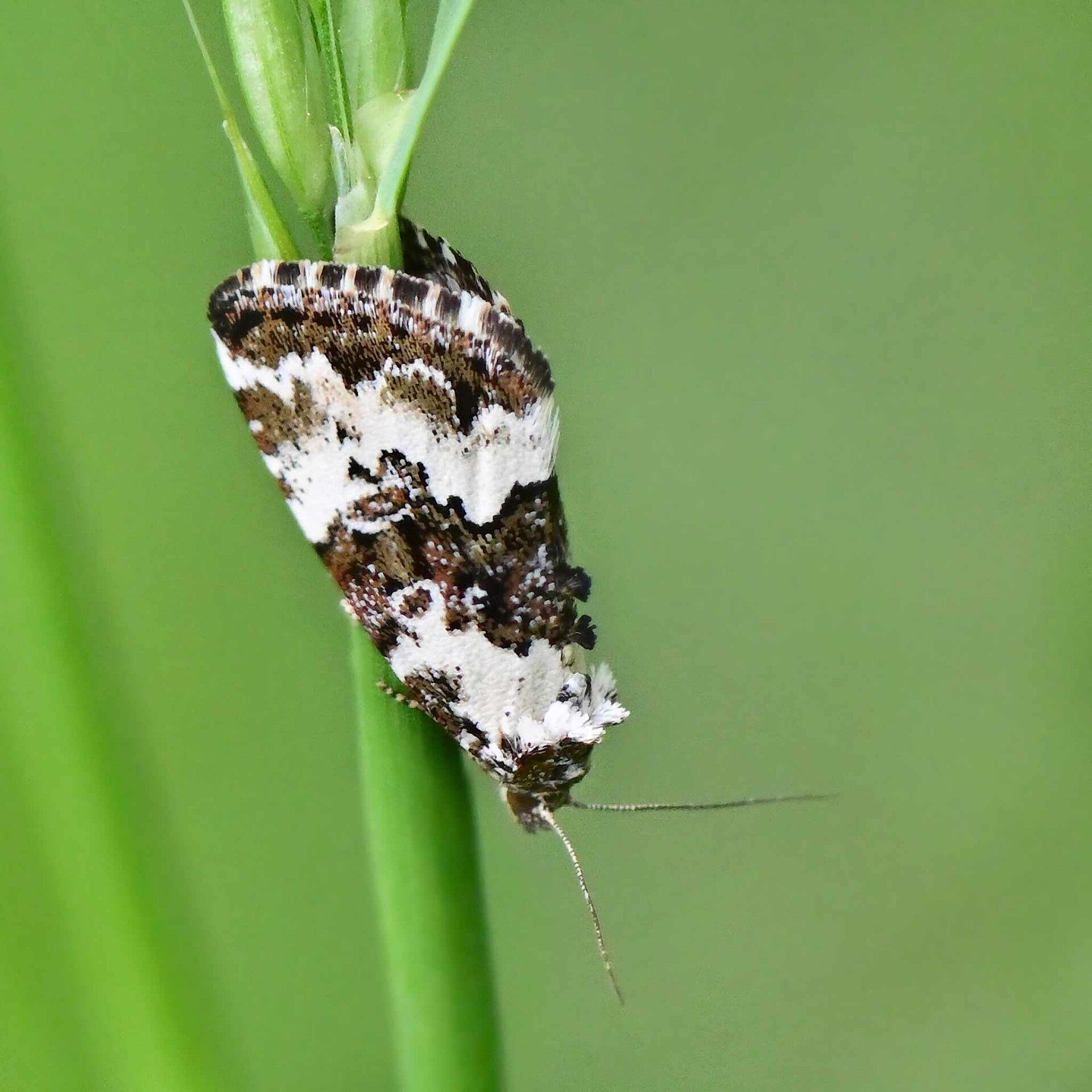 wir flattern auf heimische nachtfalter tagfalter raupen nahrungspflanzen österreich petra urbanek inge biller sabine gasparitz wirflatternauf bugs-team