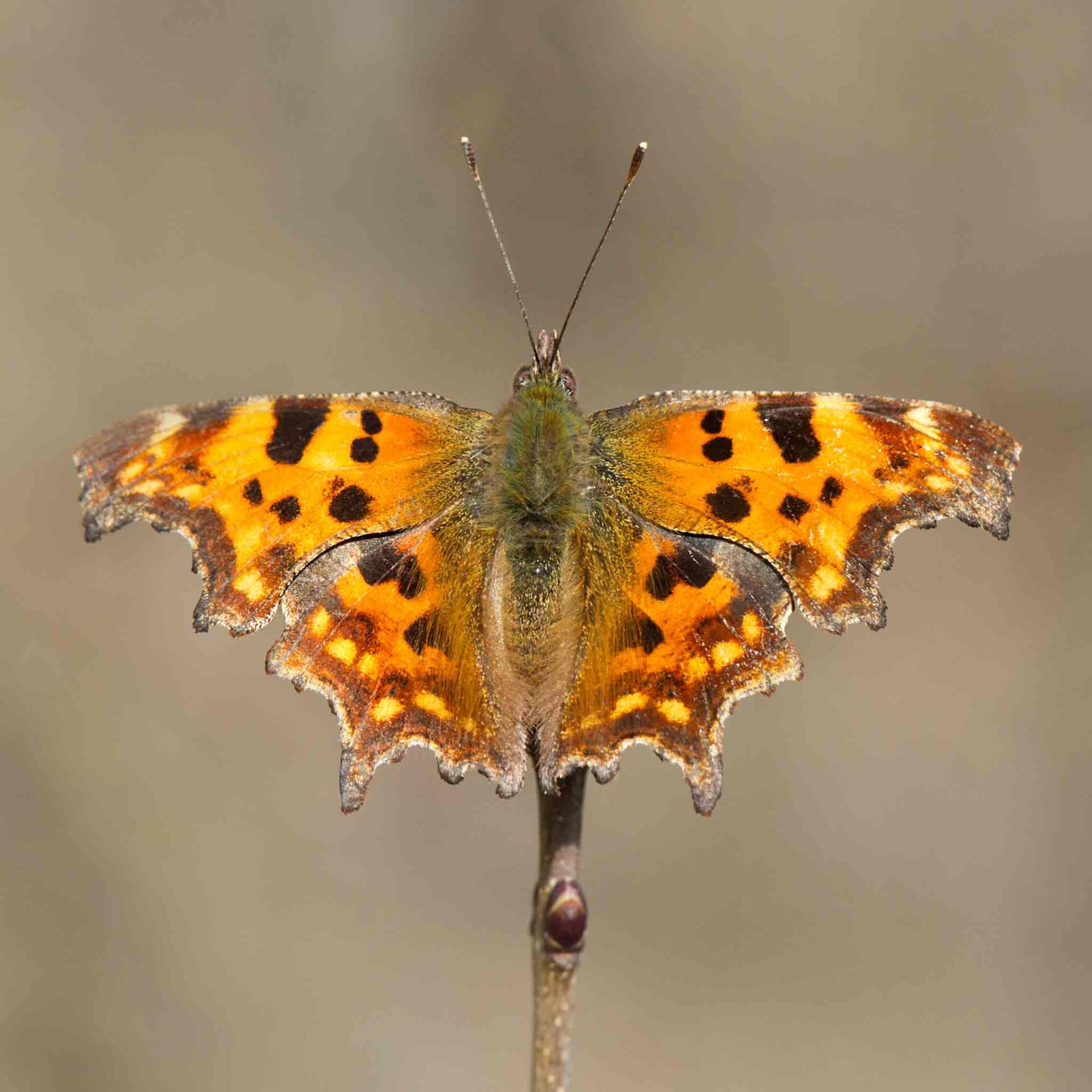 wir flattern auf heimische nachtfalter tagfalter raupen nahrungspflanzen österreich petra urbanek inge biller sabine gasparitz wirflatternauf bugs-team