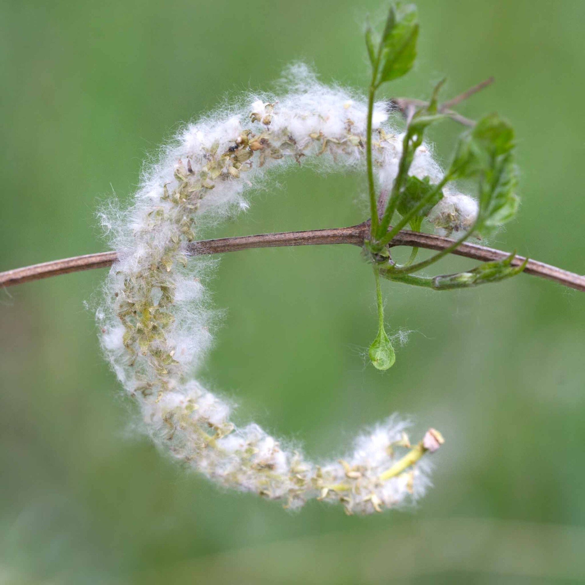 wir flattern auf heimische nachtfalter tagfalter raupen nahrungspflanzen österreich petra urbanek inge biller sabine gasparitz wirflatternauf bugs-team