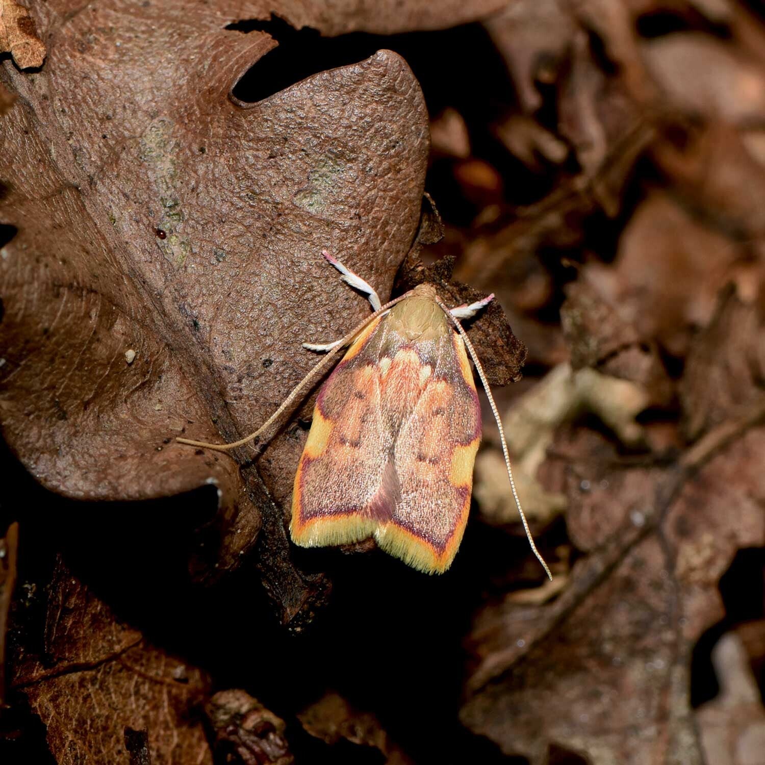 wir flattern auf heimische nachtfalter tagfalter raupen nahrungspflanzen österreich petra urbanek inge biller sabine gasparitz wirflatternauf bugs-team