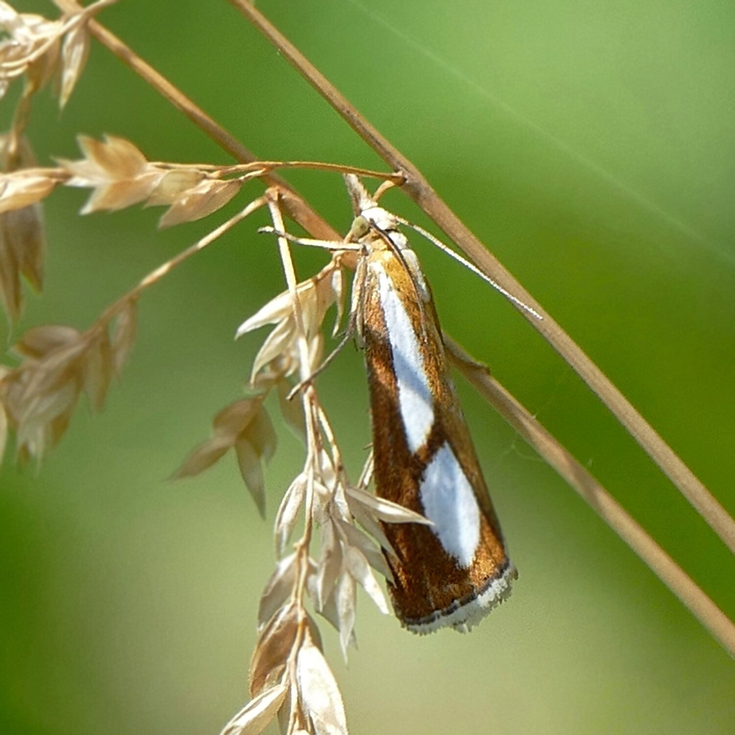 wir flattern auf heimische nachtfalter tagfalter raupen nahrungspflanzen österreich petra urbanek inge biller sabine gasparitz wirflatternauf bugs-team
