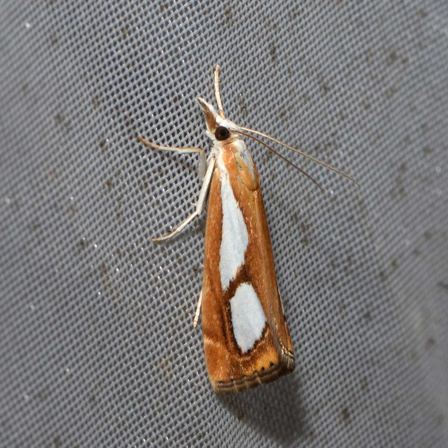 wir flattern auf heimische nachtfalter tagfalter raupen nahrungspflanzen österreich petra urbanek inge biller sabine gasparitz wirflatternauf bugs-team