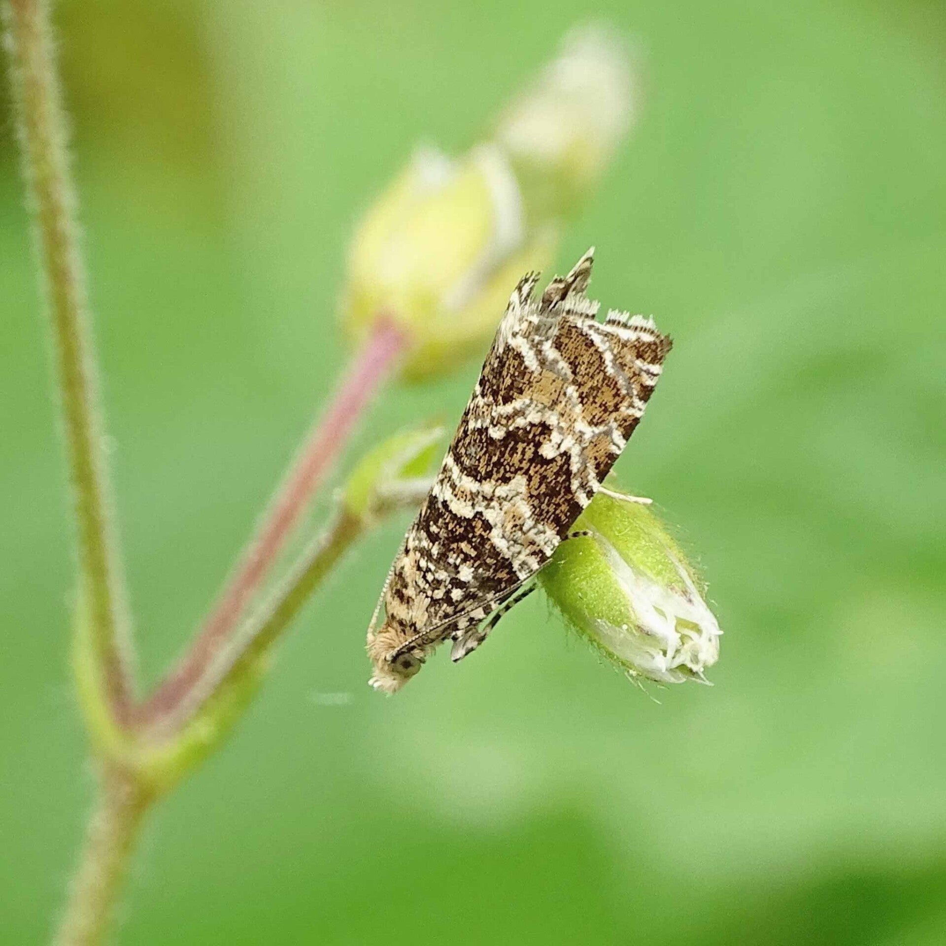 wir flattern auf heimische nachtfalter tagfalter raupen nahrungspflanzen österreich petra urbanek inge biller sabine gasparitz wirflatternauf bugs-team