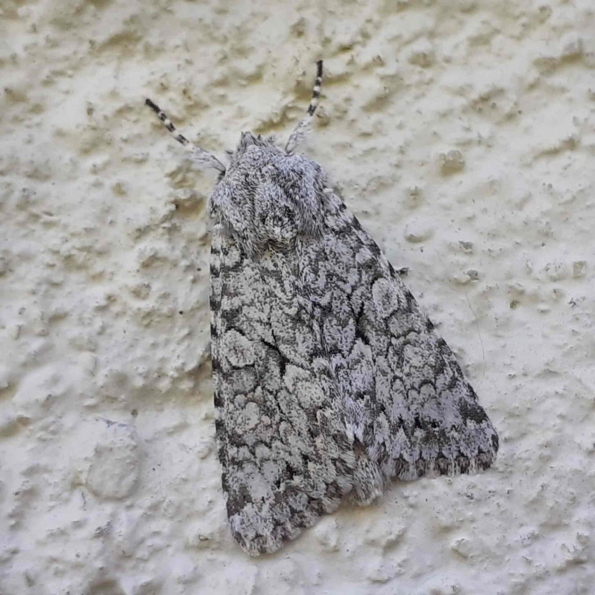 wir flattern auf heimische nachtfalter tagfalter raupen nahrungspflanzen österreich petra urbanek inge biller sabine gasparitz wirflatternauf bugs-team