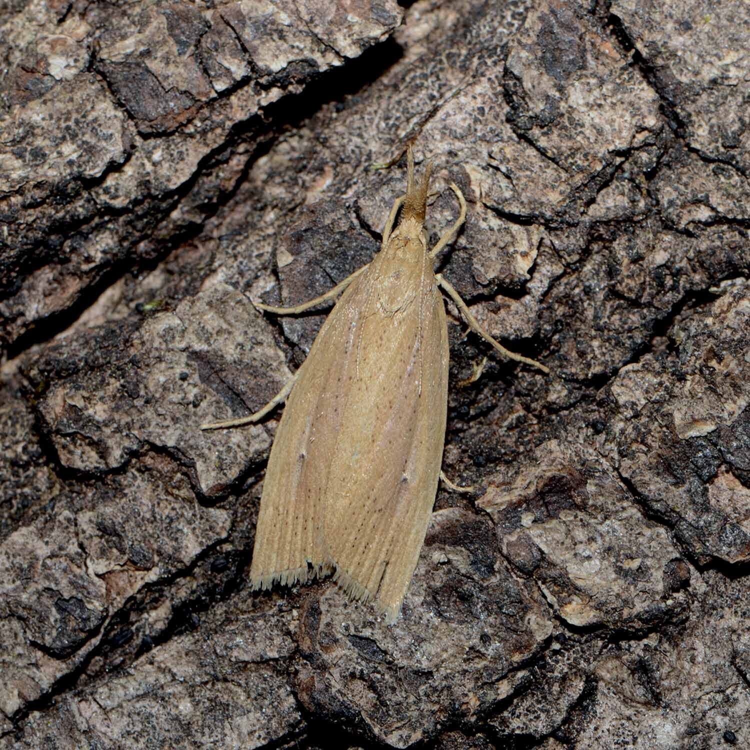 wir flattern auf heimische nachtfalter tagfalter raupen nahrungspflanzen österreich petra urbanek inge biller sabine gasparitz wirflatternauf bugs-team