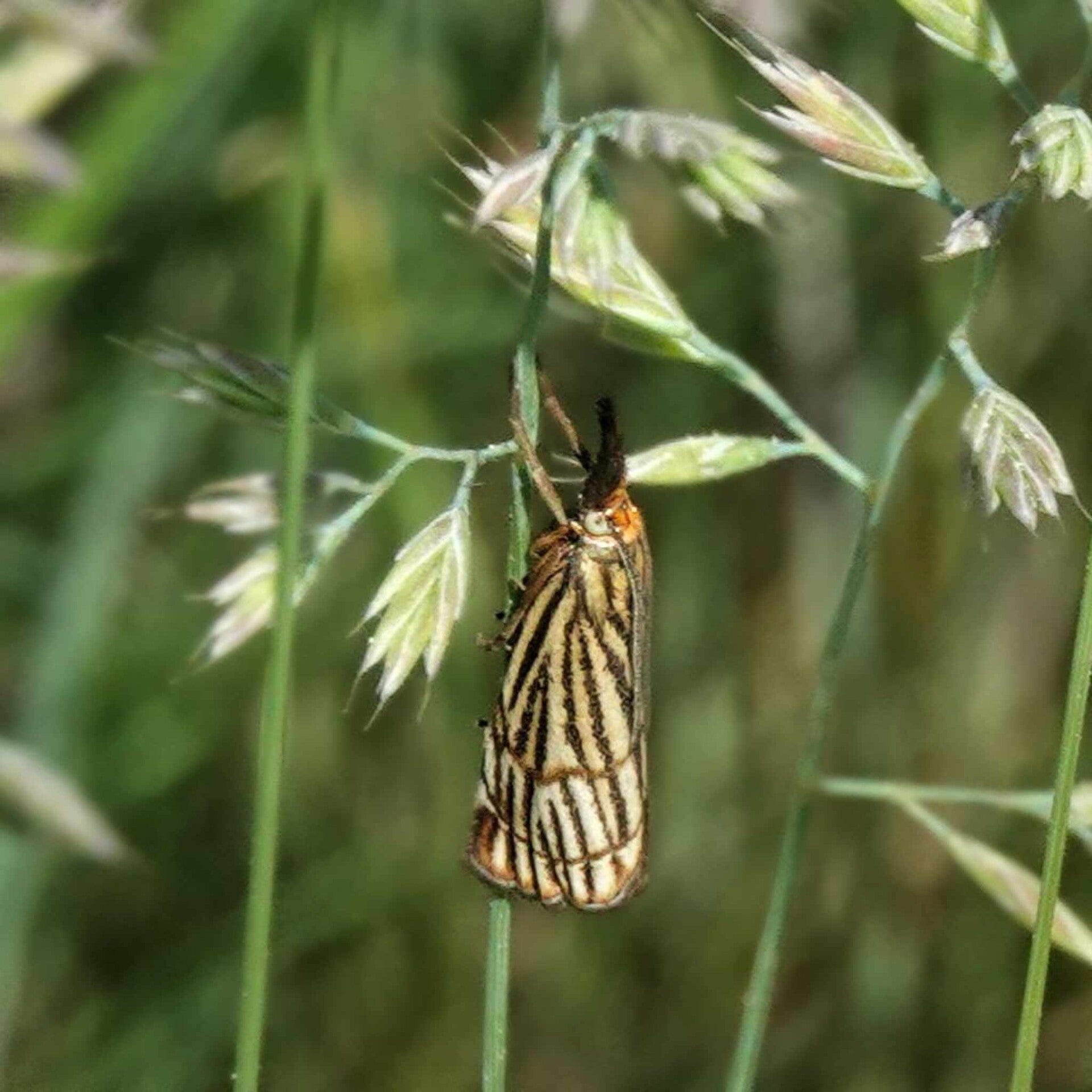 wir flattern auf heimische nachtfalter tagfalter raupen nahrungspflanzen österreich petra urbanek inge biller sabine gasparitz wirflatternauf bugs-team