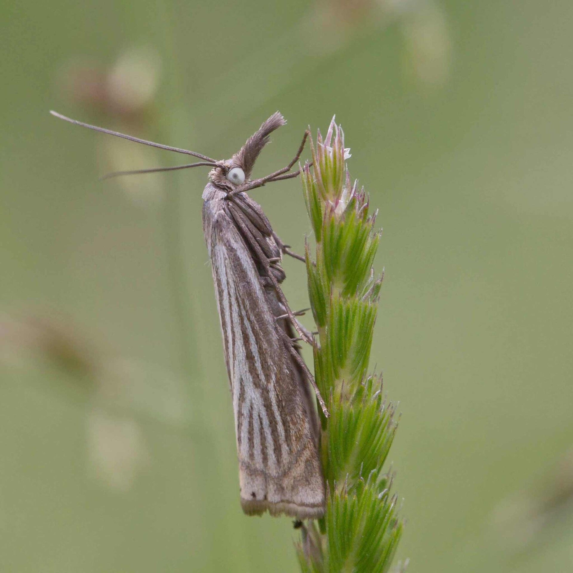 wir flattern auf heimische nachtfalter tagfalter raupen nahrungspflanzen österreich petra urbanek inge biller sabine gasparitz wirflatternauf bugs-team