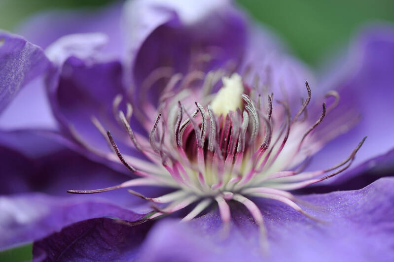 Clematis / Hirschstetten