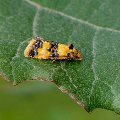 wir flattern auf heimische nachtfalter tagfalter raupen nahrungspflanzen österreich petra urbanek inge biller sabine gasparitz wirflatternauf bugs-team