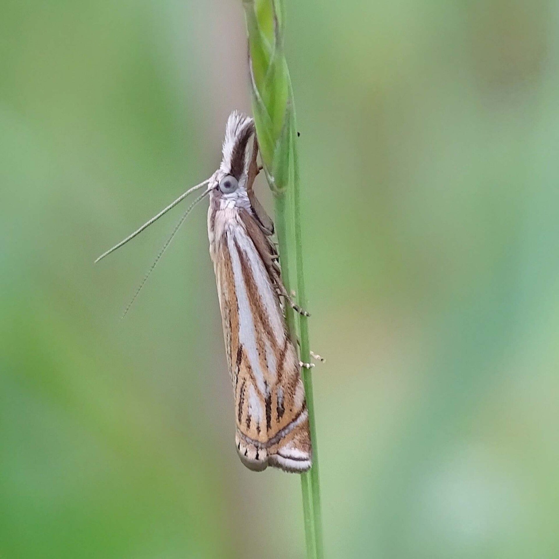 wir flattern auf heimische nachtfalter tagfalter raupen nahrungspflanzen österreich petra urbanek inge biller sabine gasparitz wirflatternauf bugs-team