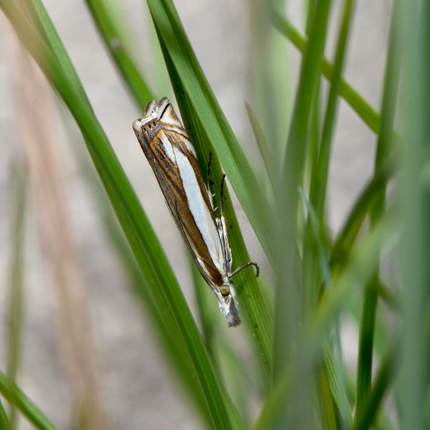 wir flattern auf heimische nachtfalter tagfalter raupen nahrungspflanzen österreich petra urbanek inge biller sabine gasparitz wirflatternauf bugs-team
