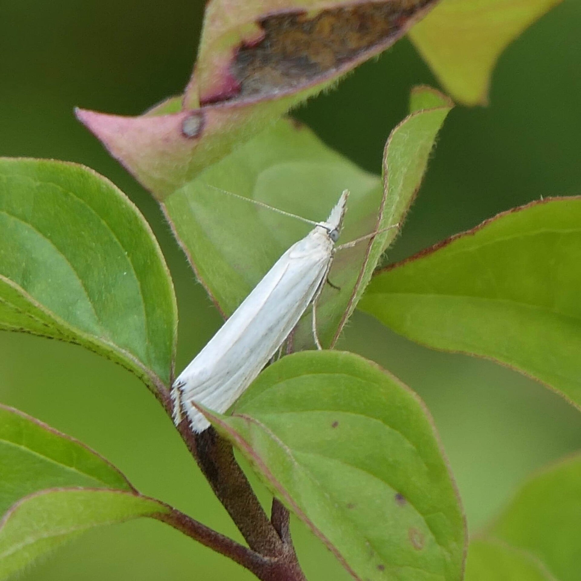 wir flattern auf heimische nachtfalter tagfalter raupen nahrungspflanzen österreich petra urbanek inge biller sabine gasparitz wirflatternauf bugs-team