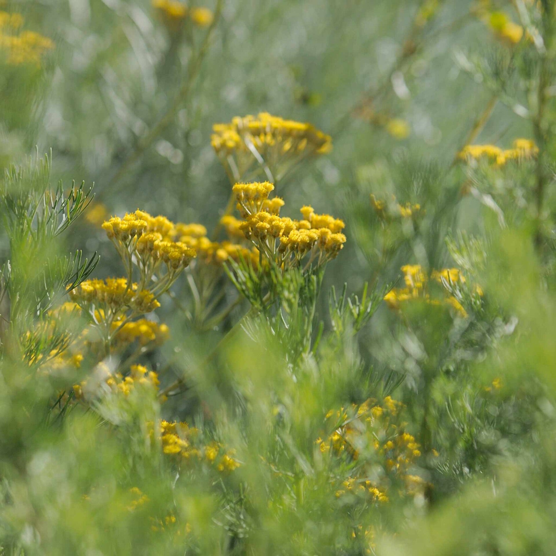 wir flattern auf heimische nachtfalter tagfalter raupen nahrungspflanzen österreich petra urbanek inge biller sabine gasparitz wirflatternauf bugs-team