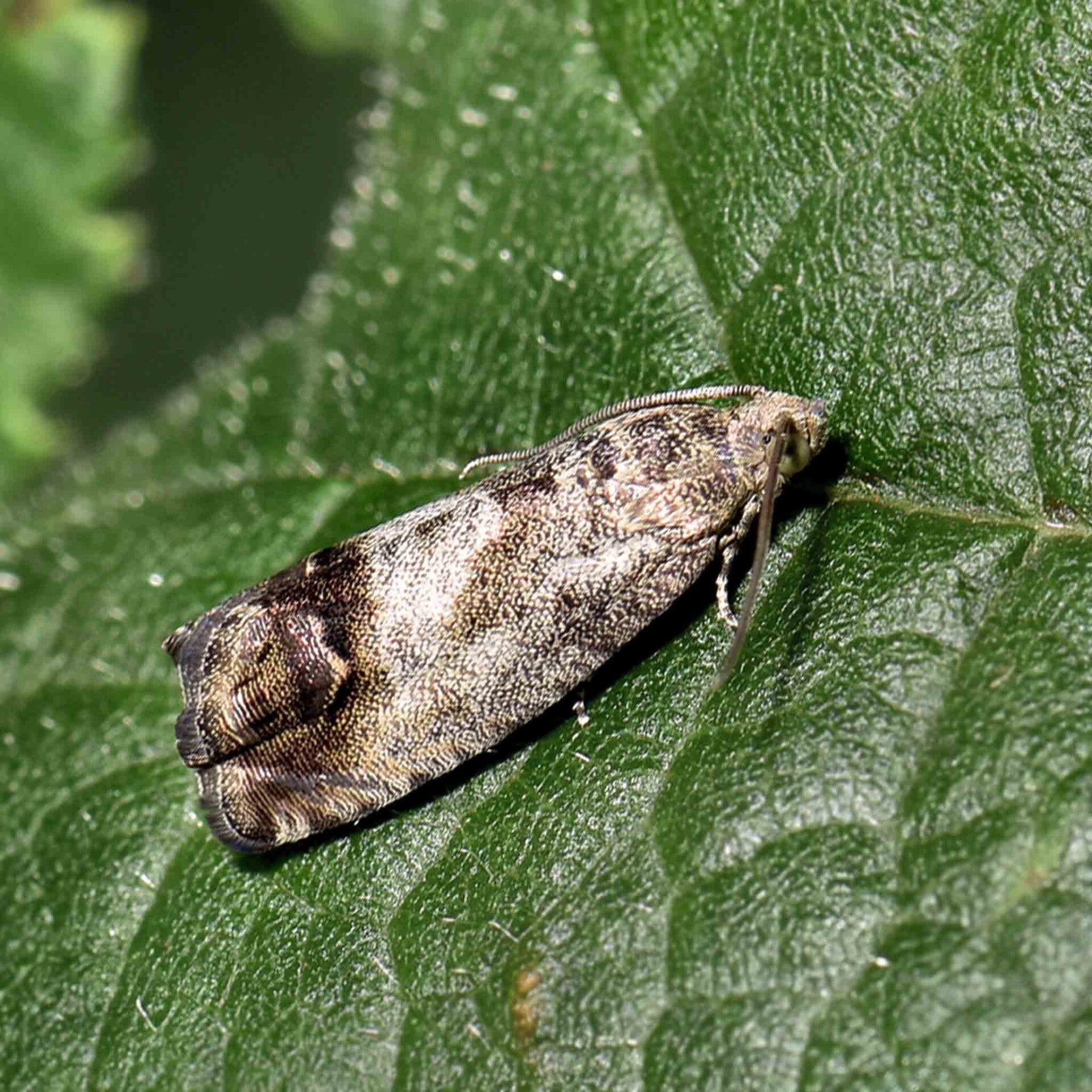 wir flattern auf heimische nachtfalter tagfalter raupen nahrungspflanzen österreich petra urbanek inge biller sabine gasparitz wirflatternauf bugs-team